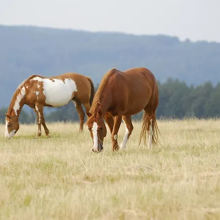 U Strakatého Koně Maison d'hôtes 3*